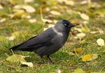 Kawka rosyjska (Corvus monedula soemmerringii). Autor: Hanna Żelichowska