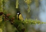 Bogatka (Parus major). Autor: Hanna Żelichowska