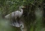Czapla biała (Ardea alba). Autor: Hanna Żelichowska