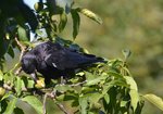 Gawron (Corvus frugilegus). Autor: Hanna Żelichowska