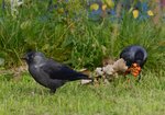Kawka (Corvus monedula) Autor: Hanna Żelichowska