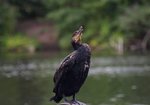 Kormoran. Autor: Hanna Żelichowska
