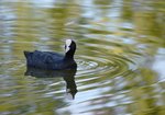 Łyska (fulica atra). Autor: Hanna Żelichowska