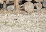Pliszka siwa (Motacilla alba). Autor: Bartosz Denisewicz