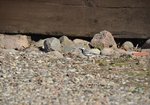 Pliszka siwa (Motacilla alba). Autor: Bartosz Denisewicz