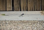 Pliszka siwa (Motacilla alba). Autor: Bartosz Denisewicz