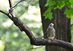 sójka (Garullus  glandarius). Autor: Hanna Żelichowska