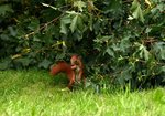 Wiewiórka (Sciurus vulgaris). Autor: Hanna Żelichowska