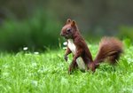 Wiewiórka (Sciurus vulgaris). Autor: Hanna Żelichowska