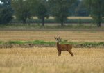 Sarna (Capreolus capreolus). Autor: Hanna Żelichowska
