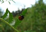 Biedronka siedmiokropka (Coccinella septempunctata). Autor: Anna Krysiuk