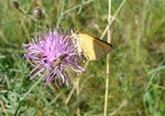 Karłątek leśny (Thymelicus sylvestris). Autor: Anna Krysiuk