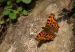 Rusałka ceik (Polygonia c-album). Autor: Hanna Żelichowska