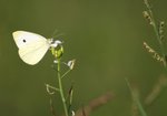 Bielinek kapustnik (Pieris brassicae). Autor: Hanna Żelichowska