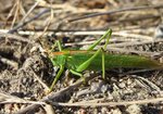 Pasikonik zielony (Tettigonia viridissima). Autor: Anna Krysiuk