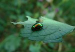 Złotka (Chrysomela varians). Autor: Anna Krysiuk