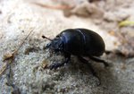 Żuk leśny (Geotrupes stercorarius). Autor: Anna Krysiuk