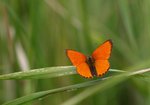 Czerwończyk dukacik (Lycaena virgaureae).  Autor: Hanna Żelichowska