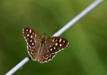  Osadnik egeria (Pararge aegeria). Autor: Hanna Żelichowska