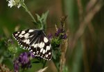 Polowiec szachownica (Melanargia galathea). Autor: Hanna Żelichowska