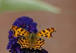 Rusałka ceik (Polygonia c-album) Autor: Hanna Żelichowska