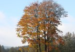 Buk zwyczajny (Fagus sylvatica). Autor: Bartosz Denisewicz