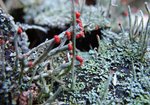 Chrobotek koralkowy (Cladonia cocciferina). Autor: Anna Krysiuk