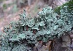 Chrobotek kubkowaty (Cladonia pyxidata). Autor: Anna Krysiuk