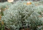 Chrobotek reniferowy (Cladonia rangiferina). Autor: Anna Krysiuk