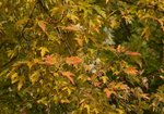 Klon srebrzysty (Acer saccharium). Autor: Hanna Żelichowska