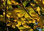 Kasztanowiec zwyczajny (Aesculus hippocastanum). Autor: Hanna Żelichowska