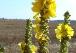 Dziewanna drobnokwiatowa (Verbascum thapsus). Autor: Anna Krysiuk