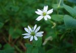Gwiazdnica pospolita (Stellaria media). Autor: Anna Krysiuk