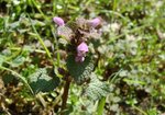 Jasnota purpurowa (Lamium purpureum). Autor: Anna Krysiuk