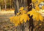 Klon zwyczajny (Acer platanoides). Autor: Bartosz Denisewicz