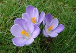 Krokus (Crocus sativus):. Autor: Anna Krysiuk