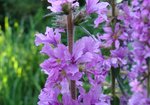 Krwawnica pospolita (Lythrum salicaria). Autor: Anna Krysiuk
