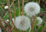 Mniszek lekarski (Taraxacum officinale). Autor: Anna Krysiuk