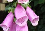 Naparstnica purpurowa (Digitalis purpurea). Autor: Anna Krysiuk