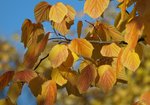 Leszczyna pospolita (Corylus avallana). Autor: Hanna Żelichowska