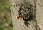 Kasztanowiec zwyczajny (Aesculus hippocastanum). Autor: Hanna Żelichowska