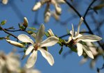 Magnolia (Magnolia). Autor: Hanna Żelichowska