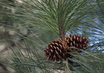 Sosna zwyczajna (Pinus sylvestris). Autor: Hanna Żelichowska