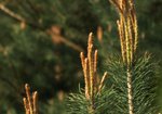 Sosna zwyczajna (Pinus sylvestris). Autor: Hanna Żelichowska