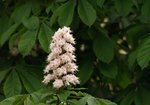 Kasztanowiec zwyczajny (Aesculus hippocastanum). Autor: Hanna Żelichowska