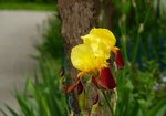 Irys (Iris). Autor: Hanna Żelichowska