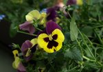 Fiołek ogrodowy (Viola wittrockiana). Autor: Hanna Żelichowska