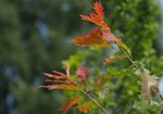 Dąb czerwony (Quercus rubra). Autor: Hanna Żelichowska