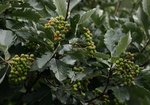Jarząb mączny (Sorbus aria). Autor: Hanna Żelichowska