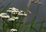 Krwawnik pospolity (Achillea millefolium). Autor: Hanna Żelichowska